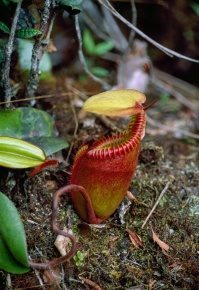 Nepenthes | Corvet Photo Agency