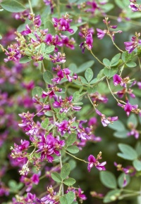 Lespedeza | Corvet Photo Agency
