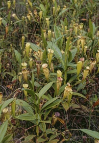 Nepenthes | Corvet Photo Agency