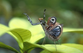 カレハカマキリ属 | Corvet Photo Agency