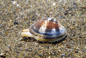 マルスダレガイ科 Corvet Photo Agency