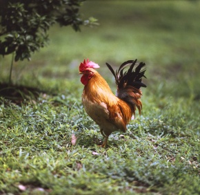 ニワトリ | Corvet Photo Agency