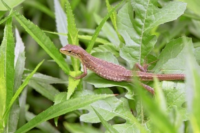 カナヘビ ニワカナヘビ - Wikipedia