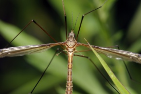 ががんぼ adult-typical-crane-fly-