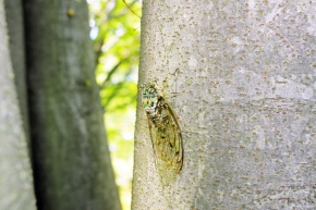 ミンミンゼミ属 | Corvet Photo Agency