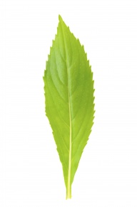 一枚の葉 住友化学園芸 MY PLANTS 葉をきれいにするシート 10枚｜【ハンズ