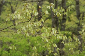 マンサク亜綱 | Corvet Photo Agency