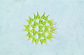 緑色植物門 Corvet Photo Agency