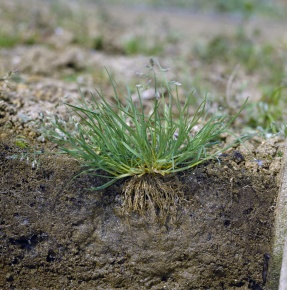 ひげ根 Corvet Photo Agency