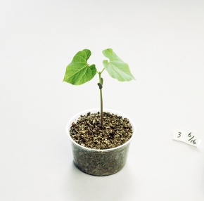 植物の成長の条件 Corvet Photo Agency