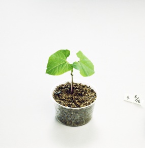 植物の成長の条件 Corvet Photo Agency