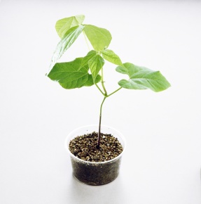 植物の成長の条件 Corvet Photo Agency