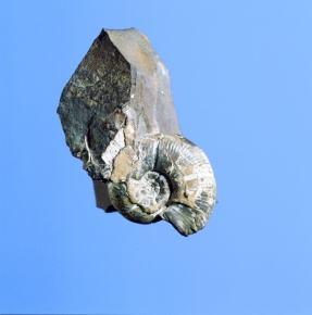 化石 | Corvet Photo Agency