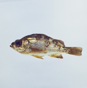メバル科 Corvet Photo Agency