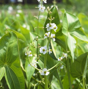 クワイ Sagittaria Corvet Photo Agency