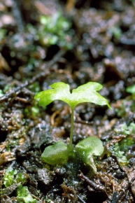 シダ植物門 | Corvet Photo Agency