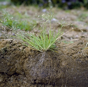 ひげ根 Corvet Photo Agency