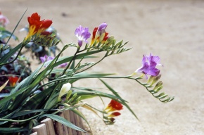 フリージア属 | Corvet Photo Agency