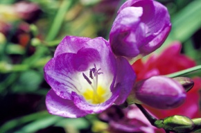 フリージア属 | Corvet Photo Agency