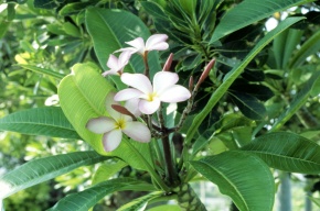 Plumeria | Corvet Photo Agency