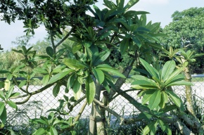 Plumeriaさま専用ページ Plumeria | Corvet Photo Agency