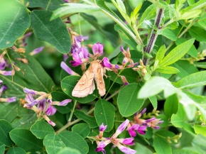 lespedeza商品です Shruby Lespedeza (Lespedeza Bicolor) 10 seeds