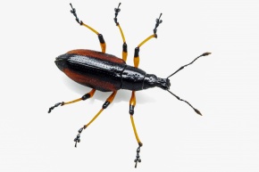 ゾウムシ科 | Corvet Photo Agency