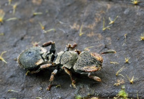 Formicidae | Corvet Photo Agency