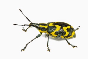 ゾウムシ | Corvet Photo Agency