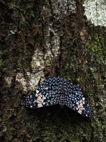 カバタテハ亜科 | Corvet Photo Agency