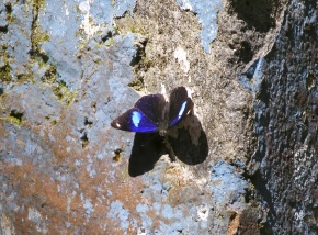 カバタテハ亜科 | Corvet Photo Agency