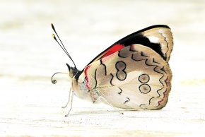 カバタテハ亜科 | Corvet Photo Agency