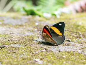 カバタテハ亜科 | Corvet Photo Agency