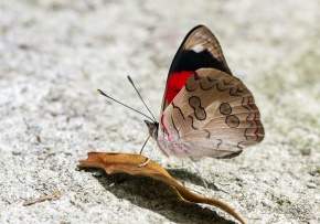 カバタテハ亜科 | Corvet Photo Agency