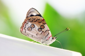 カバタテハ亜科 | Corvet Photo Agency