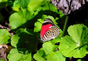 カバタテハ亜科 | Corvet Photo Agency