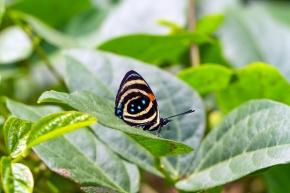 カバタテハ亜科 | Corvet Photo Agency