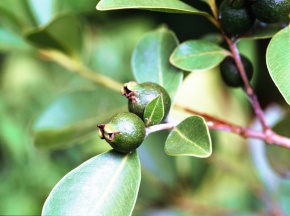 バンジロウ属 Corvet Photo Agency