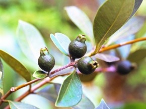 バンジロウ属 Corvet Photo Agency