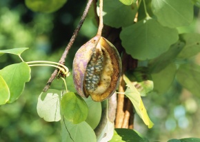 アケビ属 | Corvet Photo Agency