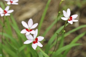 フリージア属 | Corvet Photo Agency