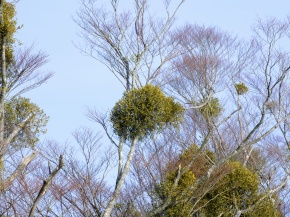 ヤドリキ属 | Corvet Photo Agency