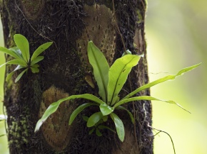 シダ植物門 | Corvet Photo Agency