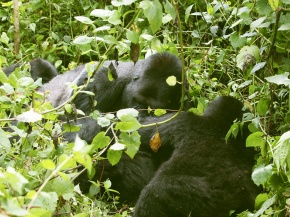Gorilla Corvet Photo Agency Gorilla Corvet Photo Agency