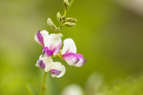 Lespedeza | Corvet Photo Agency