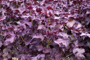 シソ属 | Corvet Photo Agency