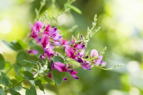Lespedeza | Corvet Photo Agency