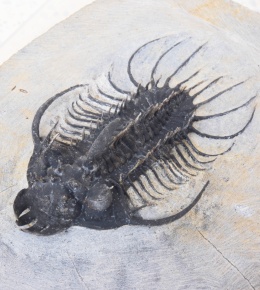 貝の化石 Holopea harpa  本物　オルドビス紀 貝の化石 Holopea harpa 本物 オルドビス紀