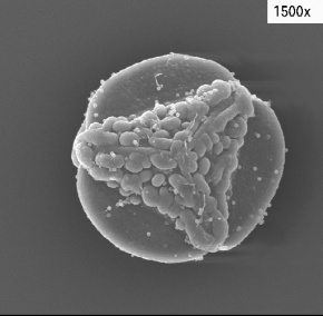 ミニ　イノモトソウ　４株 MAISON MIHARA YASUHIRO 最大46%☆10/22限定 メゾンミハラ