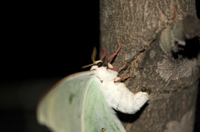 【03】オオミズアオ、オナガミズアオセット 楽天市場】オオミズアオの通販